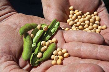 Oleaginosas China aprueba importación de soya transgénica