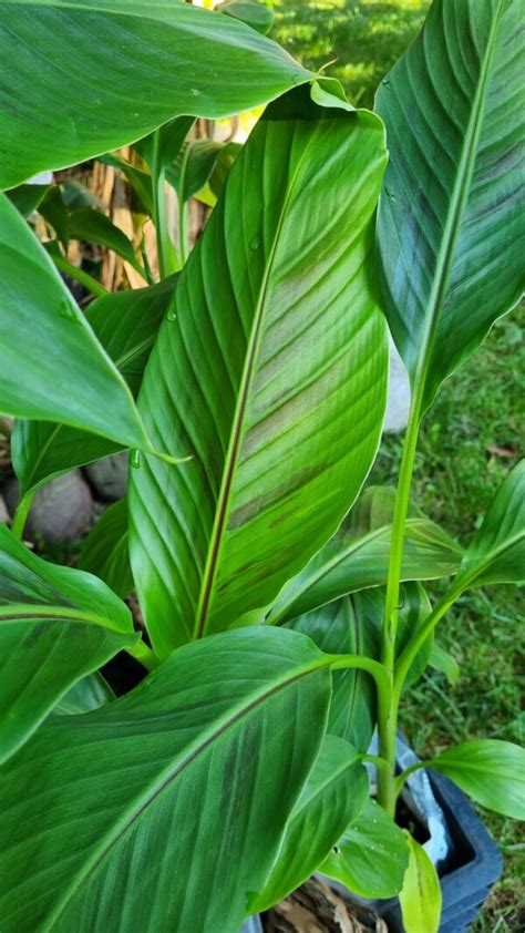 Musa Sikkimensis Red Tiger Darjeeling Banane