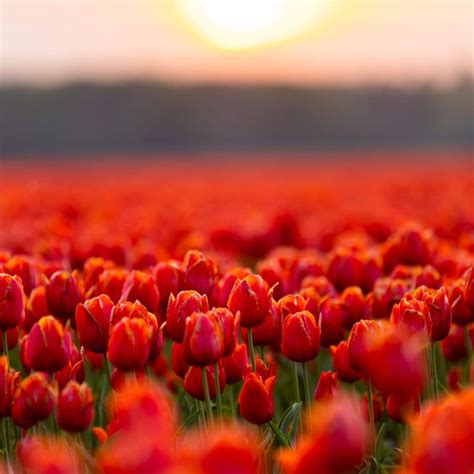 The Spiritual Meaning of Tulips (orange, pink, purple, white, red)