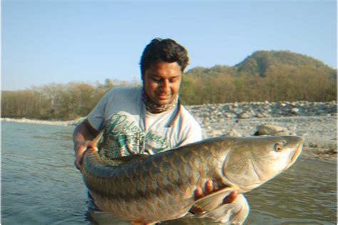 Golden Mahseer Of The Himalayas