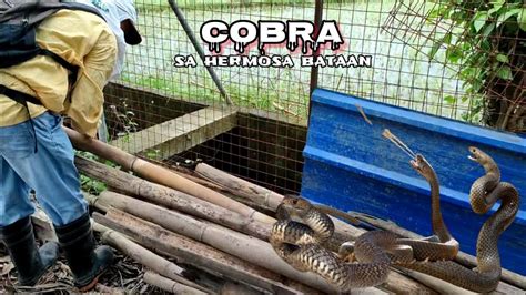 Cobra Sa Hermosa Bataan Zuma Haring Ahas Youtube