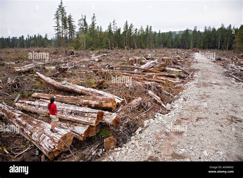 Person With Tree Trunks In Clearcut Logging Area Beside Road Bamfield