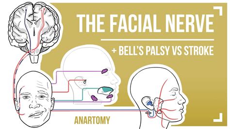 The Facial Nerve Featuring Bell S Palsy Vs Stroke Youtube