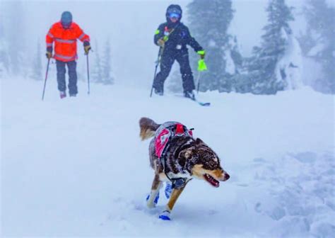 Avalanche rescue dogs certified - McCall Star-News