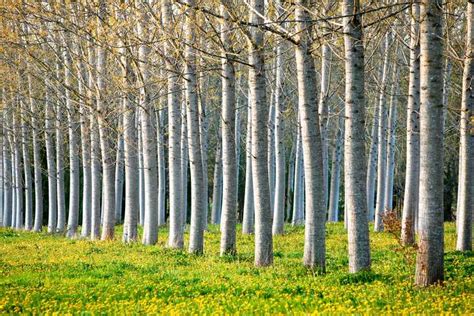 Arbres Qui Poussent Vite Quels Arbres Poussent Rapidement Dans Le Paysage