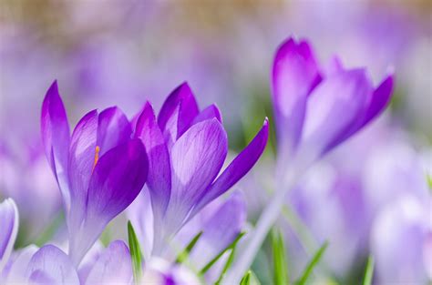 🔥 [40+] Purple Spring Flowers Wallpapers | WallpaperSafari