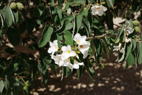 Anacahuita Todo Lo Que Necesitas Saber Sobre Cordia Boissieri