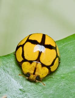 P5267575 Yellow Ladybird Beetle Venus Dr Insect H K Tang Flickr