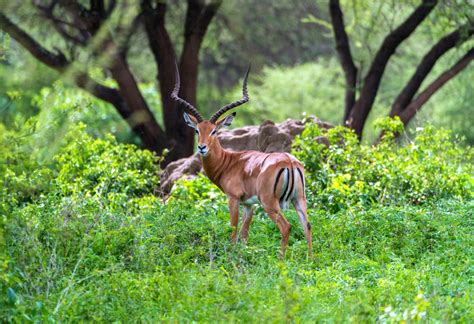 Days Tanzania Safari To Lake Manyara And Ngorongoro Crate