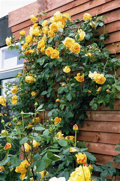 Вьющиеся розы желтого цвета в дизайне двора и сада: 40 фото | Живу за ...