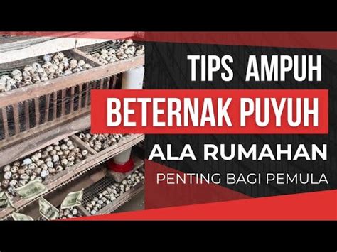 Tips Ampuh Beternak Puyuh Ala Rumahan Agar Berhasil Youtube