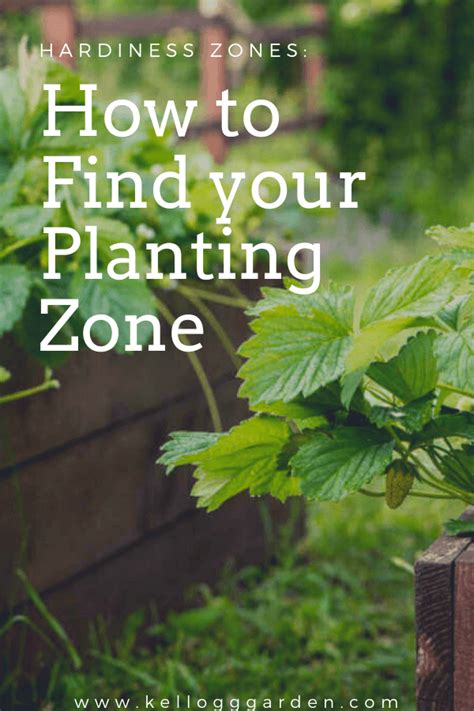 How to Find Your Planting Zone in 2023 | Gardening zones, Planting zones map, Organic gardening tips