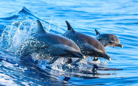 10 Facts About Dolphins