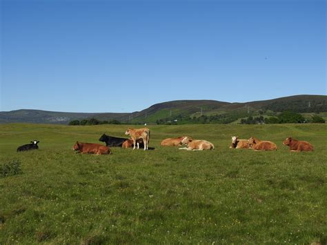 Brora Golf Course Cattle Sandy Sutherland Flickr