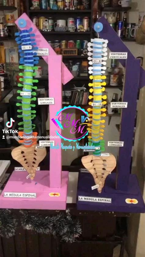 Maquetas De Columna Vertebral Y Sus Partes Con Material Reciclado