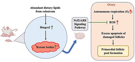 Neonatal Ketone Body Determines Premature Ovarian Ageing