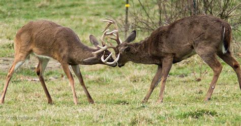 Whitetail Bucks Deer Fighting Hd Wallpaper Pxfuel