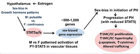 Full Article STAT5a B Contribute To Sex Bias In Vascular Disease A