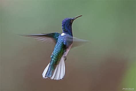 White Necked Jacobin Hummingbird DSC03557 Cheungdavid 05 Flickr