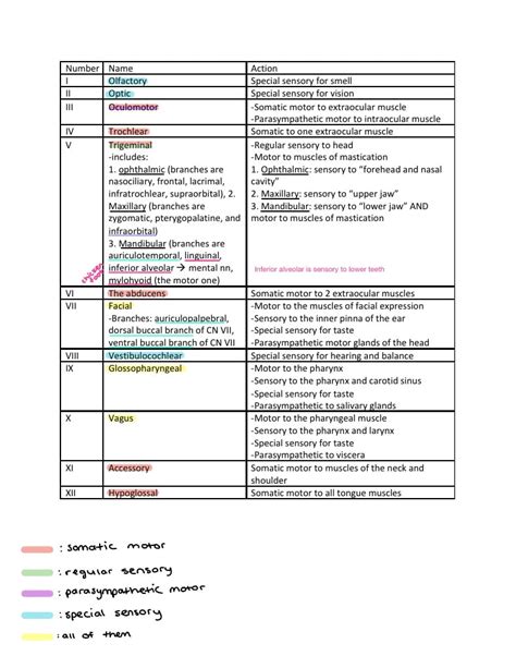 Cranial Nerves Names Actions And Locations Notability Gallery