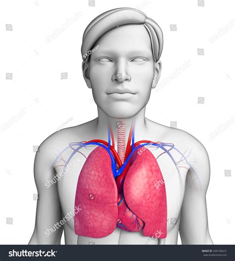 Illustration Of Male Lungs Anatomy Shutterstock