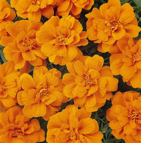 Marigold French Orange Six Pack Stewarts Garden Centre