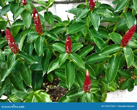 Имбирь Фото Цветов – Telegraph