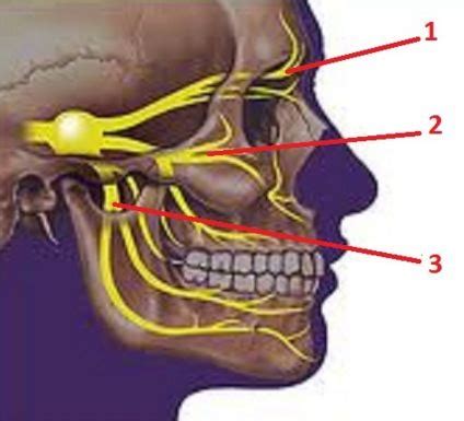 Neuro Block 2 Exam Cranial Nerves Flashcards Quizlet