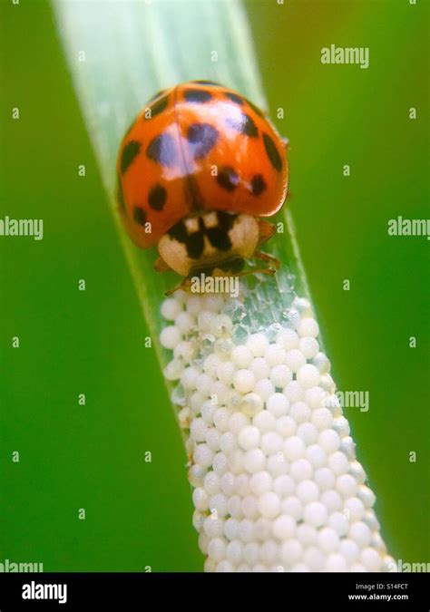 Ladybug eggs hi-res stock photography and images - Alamy