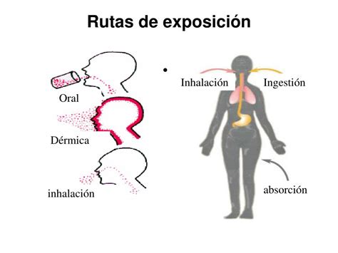 PPT SON PELIGROSAS TODAS LAS SUSTANCIAS PowerPoint Presentation