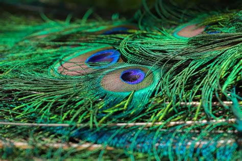 Close Up Detail Of A Male Peacock S Tail Feathers Stock Photo Image