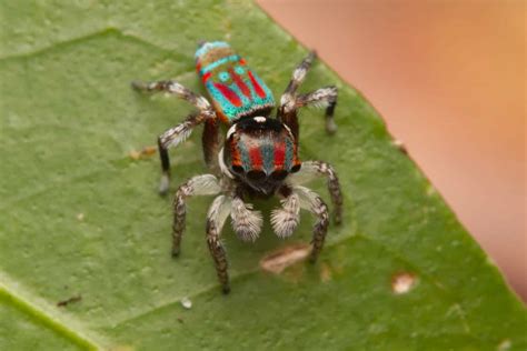 Peacock Spider - A-Z Animals