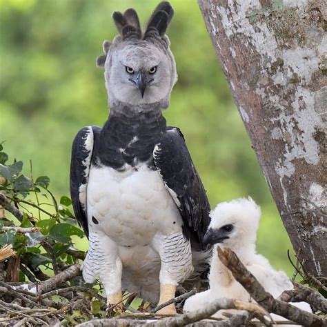 Crest Up A Harpy Eagle Mum Stays Alert As She Watches Over Her