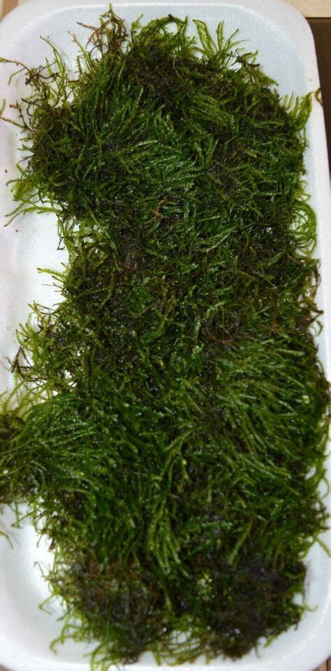 Loose Java Moss Live Plant Carpet Tie To Redmoor Bogwood Root Wood