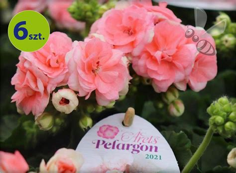 pelargonia wisząca calliope