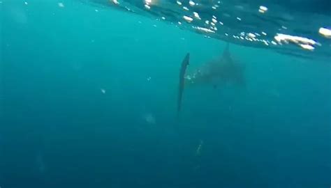 Great White Shark Chases Two Kayakers In Terrifying Footage As They