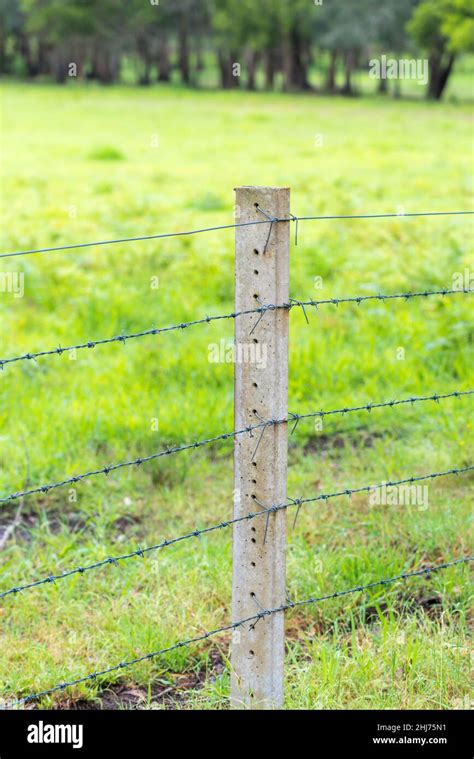 Barbed Wire Fence Cattle