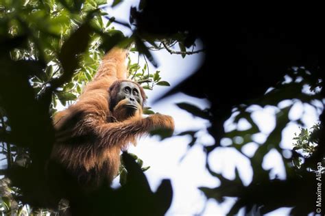 Tapanuli Orangutan Scientists Just Discovered A Completely New Species