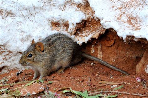 South Africas Rare Mammals Naturetrek