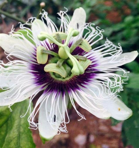 Passiflora Edulis F Flavicarpa Caramel Passion Fruit Maracuja Sweet