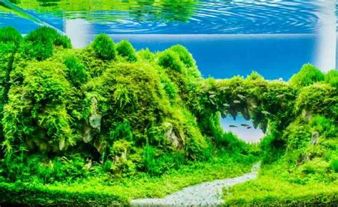 Inspirasi Model Aquascape Minimalis Terbaik Dan Terpopuler