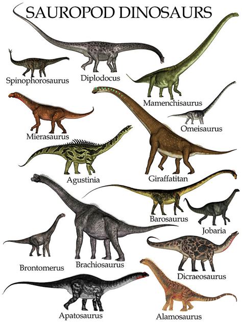 Collection Of Sauropod Dinosaurs Photograph By Elena Duvernay Fine