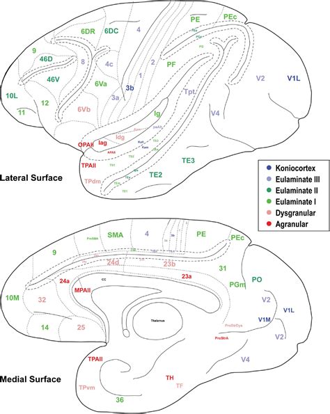 Frontiers The Cortical Spectrum A Robust Structural Continuum In