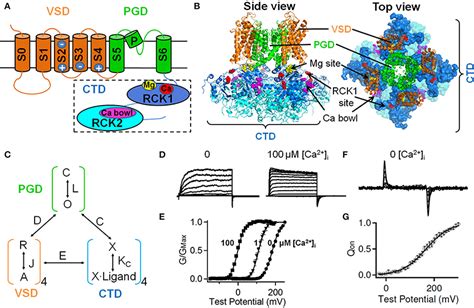 Frontiers Bk Channels Multiple Sensors One Activation Gate Physiology