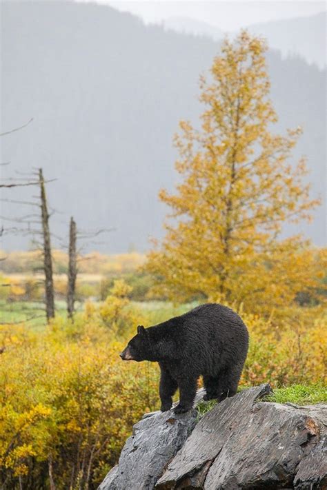 Black Bear | ALASKA.ORG