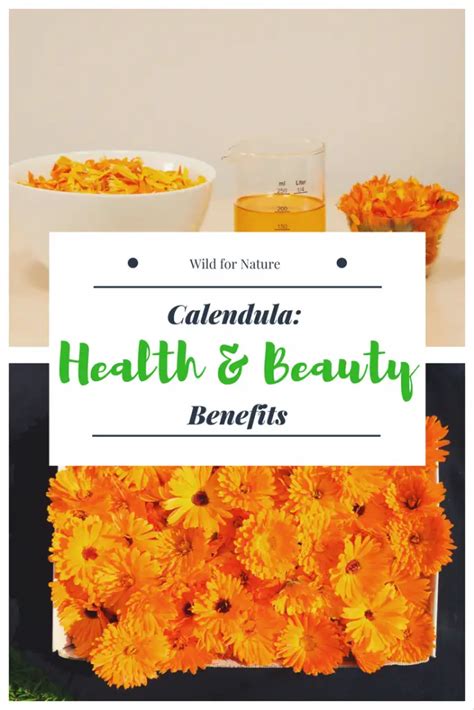 Calendula Benefits & Uses: Health, Beauty & Kitchen – Wild for Nature