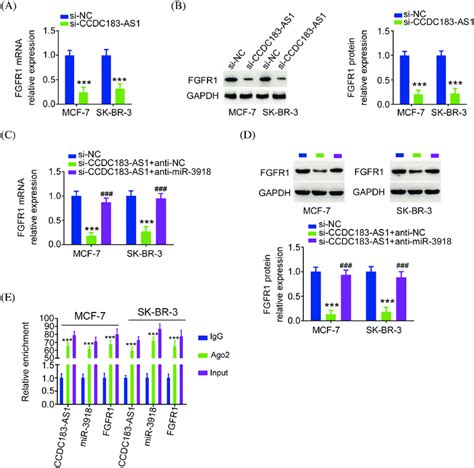 FGFR1 Is Controlled By CCDC183 AS1 MiR 3918 Axis In BC A B FGFR1