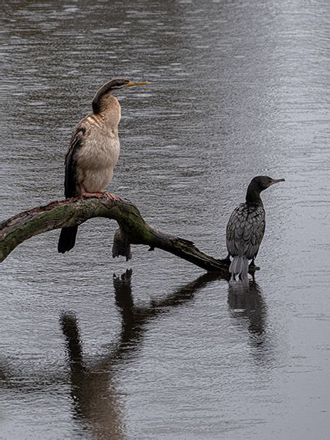 Water birds on Behance