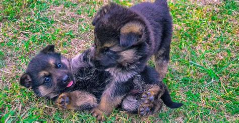 German Shepherd Puppy Price in India with Monthly Expenses – Pet slok