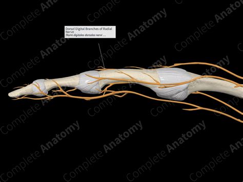 Dorsal Digital Branches Of Radial Nerve Complete Anatomy